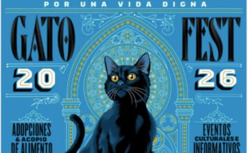 Gato Fest 2026 en CDMX: adopciones, talleres y actividades para ayudar a refugios felinos Gato Fest 2026 en CDMX: adopciones, talleres y actividades para ayudar a refugios felinos