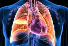 Músculos intercostales: ejercicios para fortalecer la respiración y mejorar la estabilidad del tórax Músculos intercostales