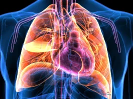 Músculos intercostales: ejercicios para fortalecer la respiración y mejorar la estabilidad del tórax Músculos intercostales