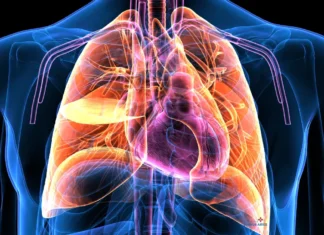 Músculos intercostales: ejercicios para fortalecer la respiración y mejorar la estabilidad del tórax Músculos intercostales