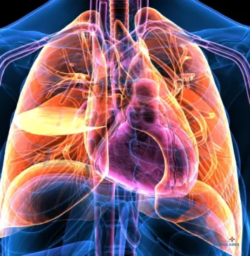 Músculos intercostales: ejercicios para fortalecer la respiración y mejorar la estabilidad del tórax Músculos intercostales