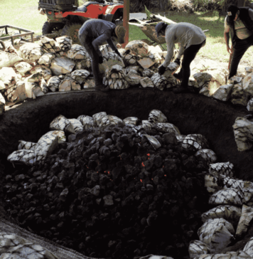 Tierra Mezcal Fest 2026 llega a Toluca con catas, talleres y más de 40 productores Tierra Mezcal Fest