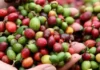 Estados Unidos exenta al café instantáneo de Brasil del nuevo arancel de 25% Brasil