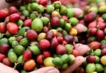 Estados Unidos exenta al café instantáneo de Brasil del nuevo arancel de 25% Brasil