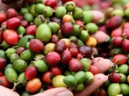 Estados Unidos exenta al café instantáneo de Brasil del nuevo arancel de 25% Brasil