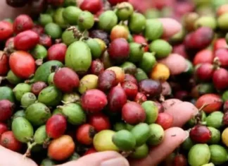 Estados Unidos exenta al café instantáneo de Brasil del nuevo arancel de 25% Brasil