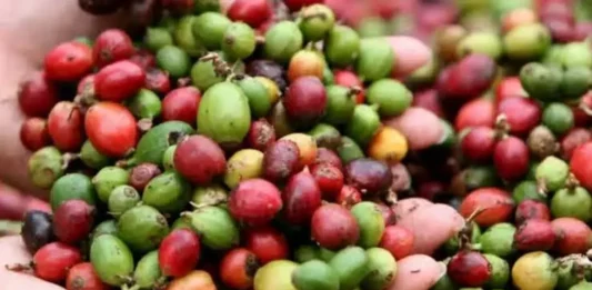 Estados Unidos exenta al café instantáneo de Brasil del nuevo arancel de 25% Brasil