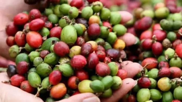 cafe-brasil Brasil