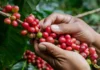 Chiapas reconoce oficialmente al café como símbolo de identidad y desarrollo económico café chiapas