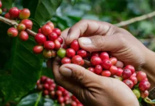 Chiapas reconoce oficialmente al café como símbolo de identidad y desarrollo económico café chiapas