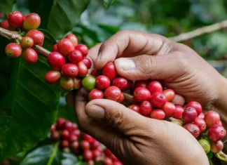 Chiapas reconoce oficialmente al café como símbolo de identidad y desarrollo económico café chiapas