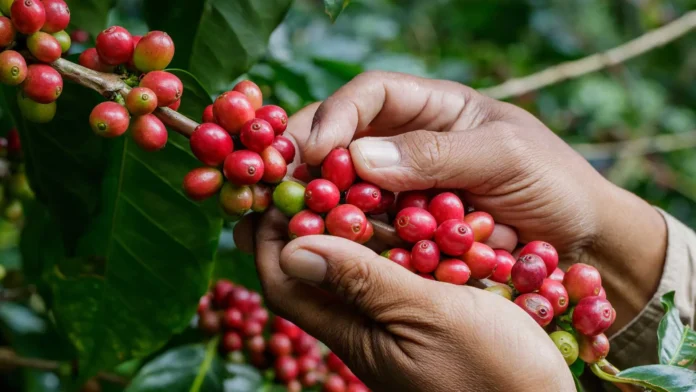 café chiapas café chiapas