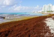 Sheinbaum llama a visitar Quintana Roo y anuncia 2 mil mdp para combatir el sargazo cancun sargazo