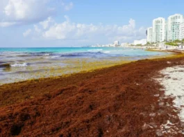 Sheinbaum llama a visitar Quintana Roo y anuncia 2 mil mdp para combatir el sargazo cancun sargazo