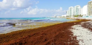 Sheinbaum llama a visitar Quintana Roo y anuncia 2 mil mdp para combatir el sargazo cancun sargazo