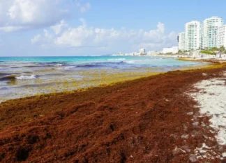 Sheinbaum llama a visitar Quintana Roo y anuncia 2 mil mdp para combatir el sargazo cancun sargazo