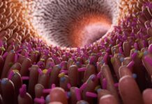 México avanza en conocimiento sobre microbiota, pero aún falta convertirlo en hábitos de salud microbiota
