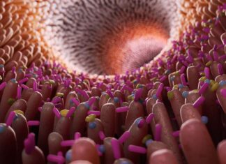 México avanza en conocimiento sobre microbiota, pero aún falta convertirlo en hábitos de salud microbiota