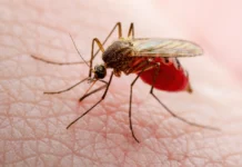 Mosquitos evolucionan para resistir insecticidas y ponen en riesgo el control de enfermedades Mosquitos