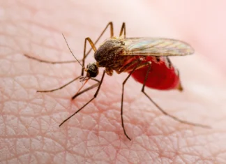 Mosquitos evolucionan para resistir insecticidas y ponen en riesgo el control de enfermedades Mosquitos