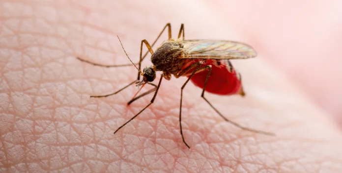 Mosquitos