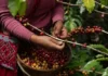 Gobierno federal comprará 70 toneladas de café a cooperativas y pequeños productores café