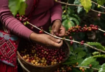 Gobierno federal comprará 70 toneladas de café a cooperativas y pequeños productores café