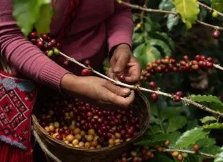 Gobierno federal comprará 70 toneladas de café a cooperativas y pequeños productores café
