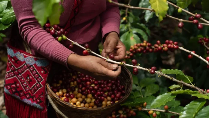 productores café café