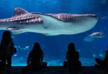 Vacaciones de verano 2026: cuatro actividades para que los niños aprendan y se diviertan vacaciones
