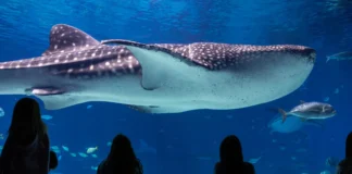 Vacaciones de verano 2026: cuatro actividades para que los niños aprendan y se diviertan vacaciones