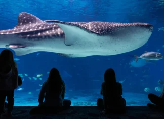 Vacaciones de verano 2026: cuatro actividades para que los niños aprendan y se diviertan vacaciones