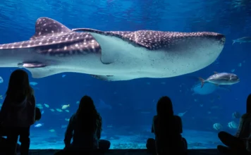 Vacaciones de verano 2026: cuatro actividades para que los niños aprendan y se diviertan vacaciones