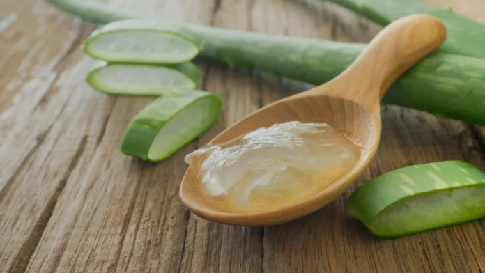 Aloe vera aloe vera