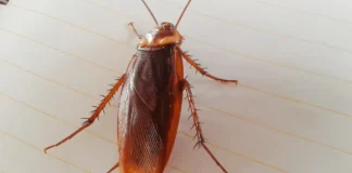 Cucarachas voladoras en casa: por qué aparecen con el calor y cómo evitar una infestación Cucarachas