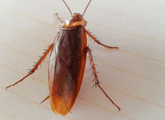 Cucarachas voladoras en casa: por qué aparecen con el calor y cómo evitar una infestación Cucarachas