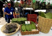 Feria del Nopal 2026 en CDMX: gastronomía, cultura y productos locales Feria del Nopal 2026 en CDMX: gastronomía, cultura y productos locales