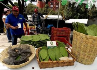 Feria del Nopal 2026 en CDMX: gastronomía, cultura y productos locales Feria del Nopal 2026 en CDMX: gastronomía, cultura y productos locales
