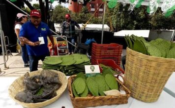 Feria del Nopal 2026 en CDMX: gastronomía, cultura y productos locales Feria del Nopal 2026 en CDMX: gastronomía, cultura y productos locales