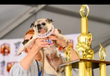 Jinny Lu conquista el título del “perro más feo del mundo” 2026 tras cuatro años de intentos Jinny Lu