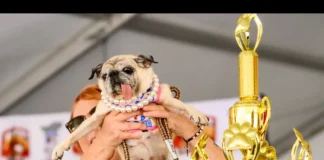 Jinny Lu conquista el título del “perro más feo del mundo” 2026 tras cuatro años de intentos Jinny Lu