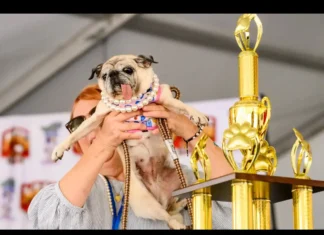 Jinny Lu conquista el título del “perro más feo del mundo” 2026 tras cuatro años de intentos Jinny Lu