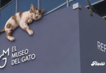 Museo del Gato abrirá sus puertas en CDMX: fecha, precio y todo lo que encontrarás Museo del Gato abrirá sus puertas en CDMX: fecha, precio y todo lo que encontrarás