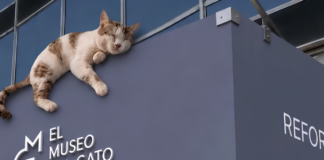 Museo del Gato abrirá sus puertas en CDMX: fecha, precio y todo lo que encontrarás Museo del Gato abrirá sus puertas en CDMX: fecha, precio y todo lo que encontrarás