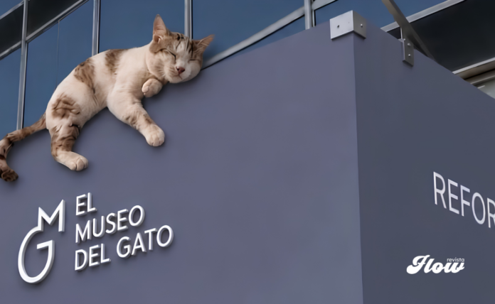 Museo del Gato abrirá sus puertas en CDMX: fecha, precio y todo lo que encontrarás