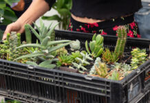 Plant Fest 2026 en CDMX: habrá plantas y macetas desde 25 pesos Plant Fest 2026 en CDMX: habrá plantas y macetas desde 25 pesos