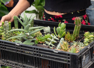 Plant Fest 2026 en CDMX: habrá plantas y macetas desde 25 pesos Plant Fest 2026 en CDMX: habrá plantas y macetas desde 25 pesos
