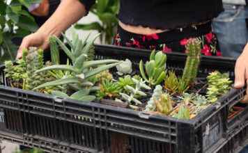 Plant Fest 2026 en CDMX: habrá plantas y macetas desde 25 pesos Plant Fest 2026 en CDMX: habrá plantas y macetas desde 25 pesos