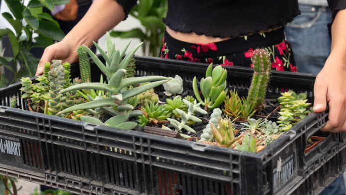 Plant Fest 2026 en CDMX: habrá plantas y macetas desde 25 pesos