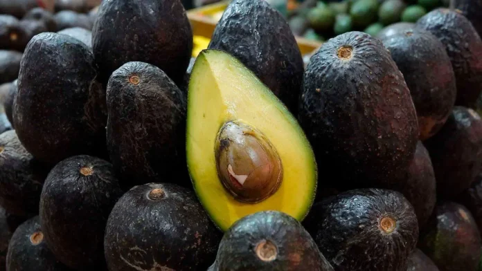 aguacate